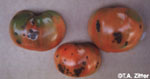 Tomato Disease Control
